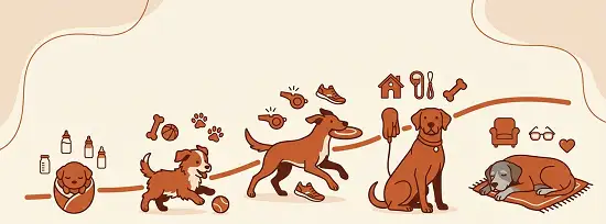 Dog Age Calculator